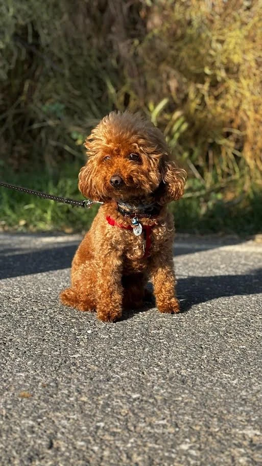 Poodle Misafirimiz Leia
