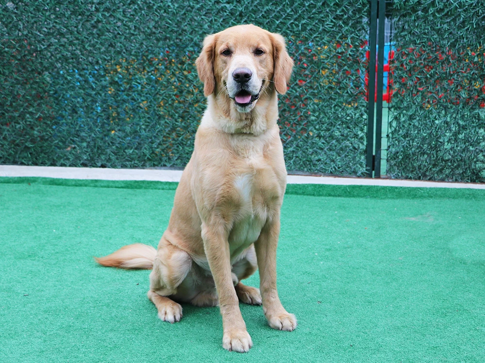 Golden Retriever Mısır, çiftliğimizde pansiyonerimiz