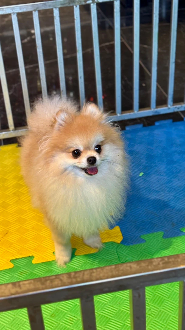 Pet Otelimizin Daimi Müdavimlerinden Pomeranian Puffy