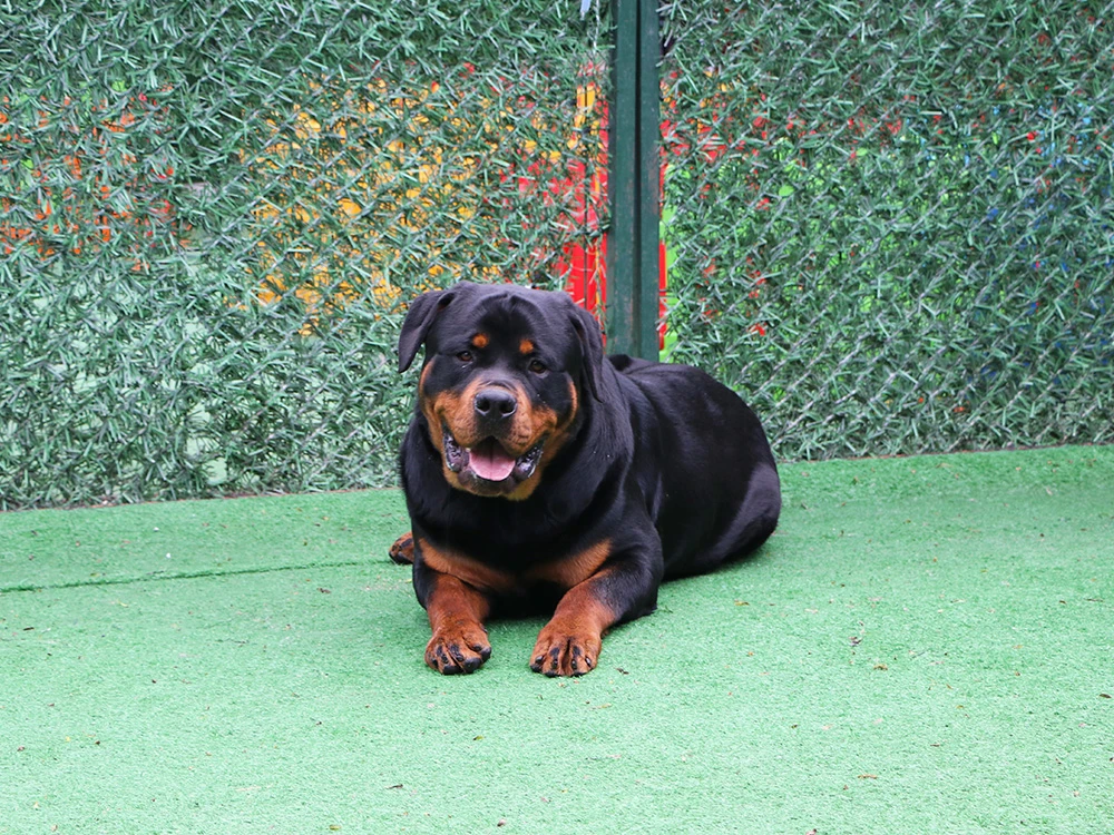 Rottweiler Ares, Petworld pansiyonumuzda çok mutlu