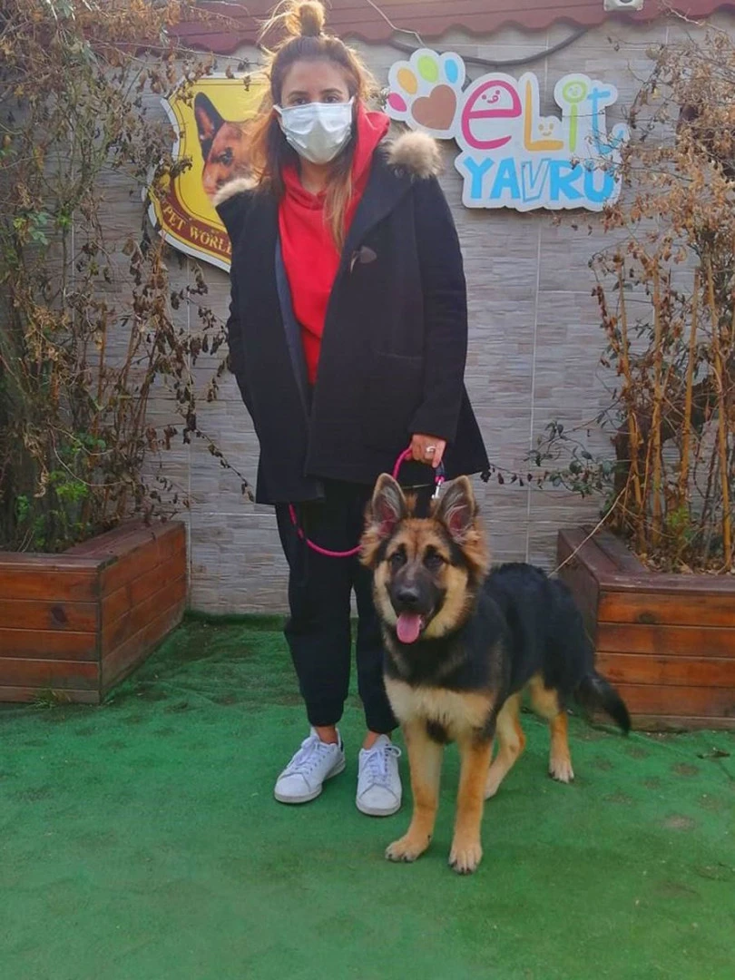 Saba hanımın Alman Kurdu yavrusu Hera temel itaat eğitimini başarı ile tamamlandı