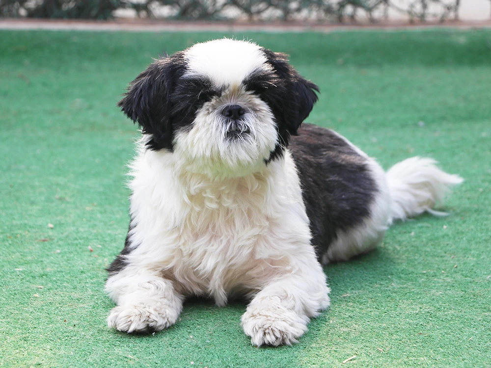Çiğseren Hanım'ın Shih Tzu Lilly'si misafirimiz