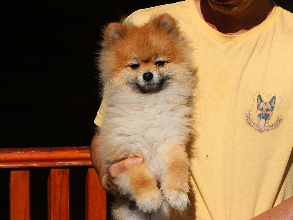 Pansiyonumuzun sevimli dostu Pomeranian Bruno