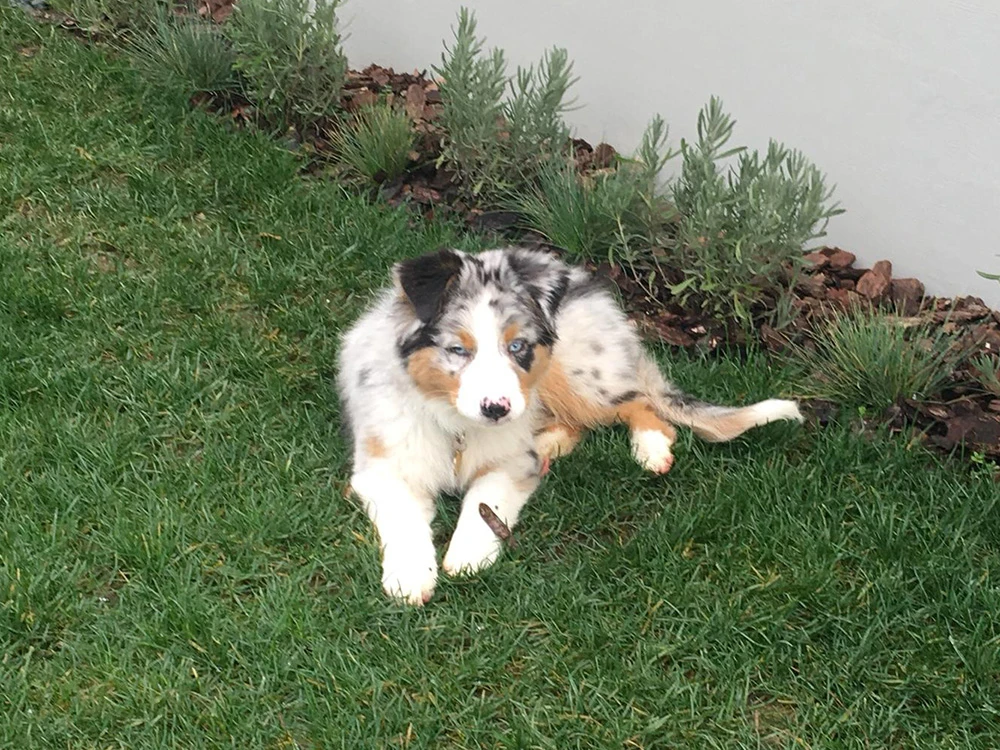 Australian Shepherd Indi, evinde eğitim hizmeti alıyor