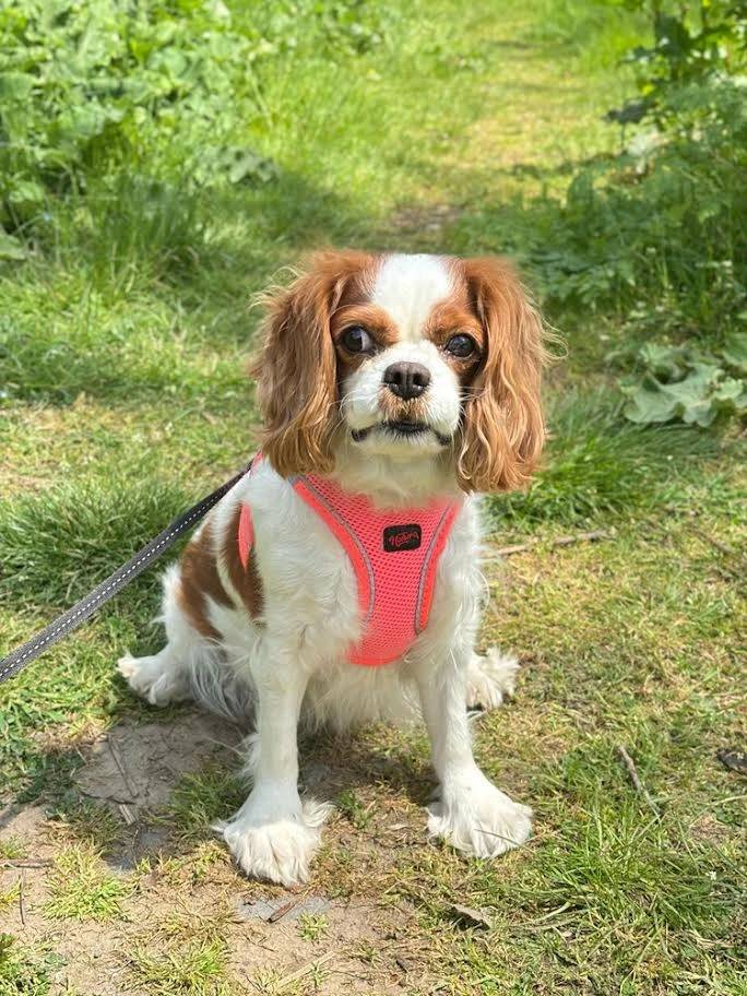 King Charles Snow Elit Yavru Pet Otel'de
