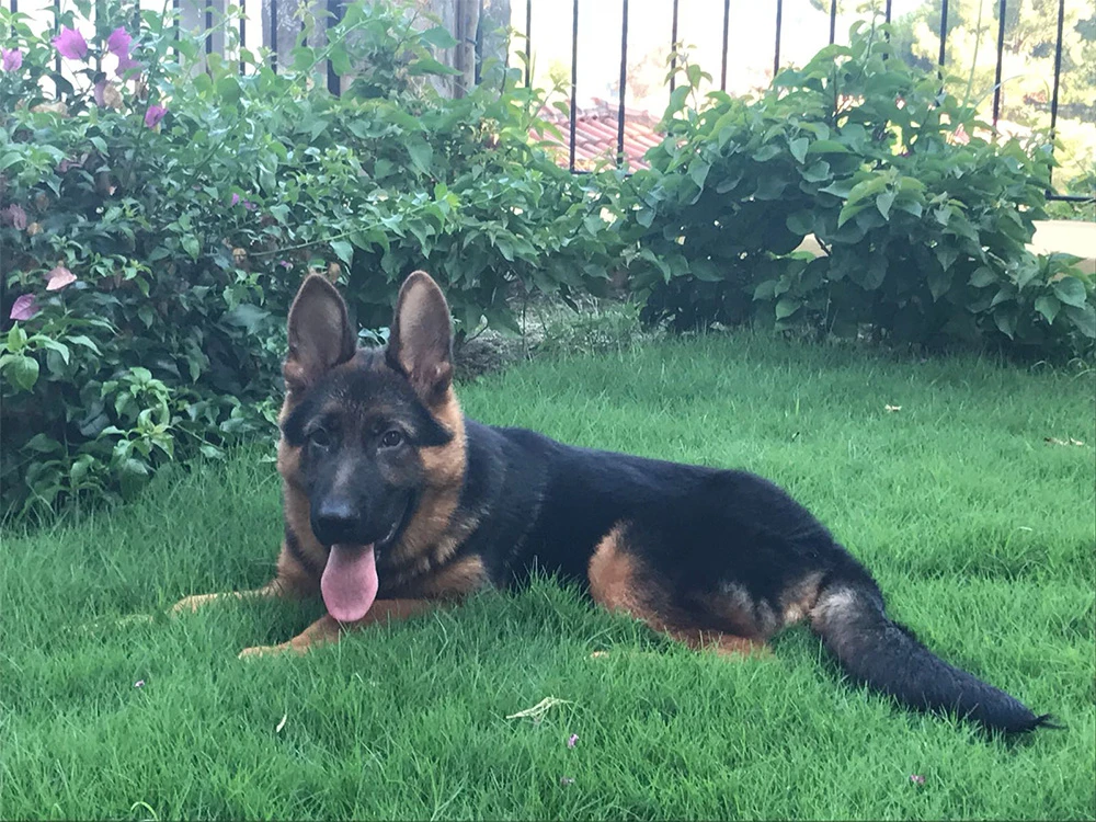 Fethiye'den Güley Ailesi, Alman Çoban Köpekleri ile çok mutlu