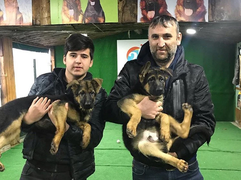 Ertan Bey ve oğlu Alman Kurdu yavrularına kavuştular