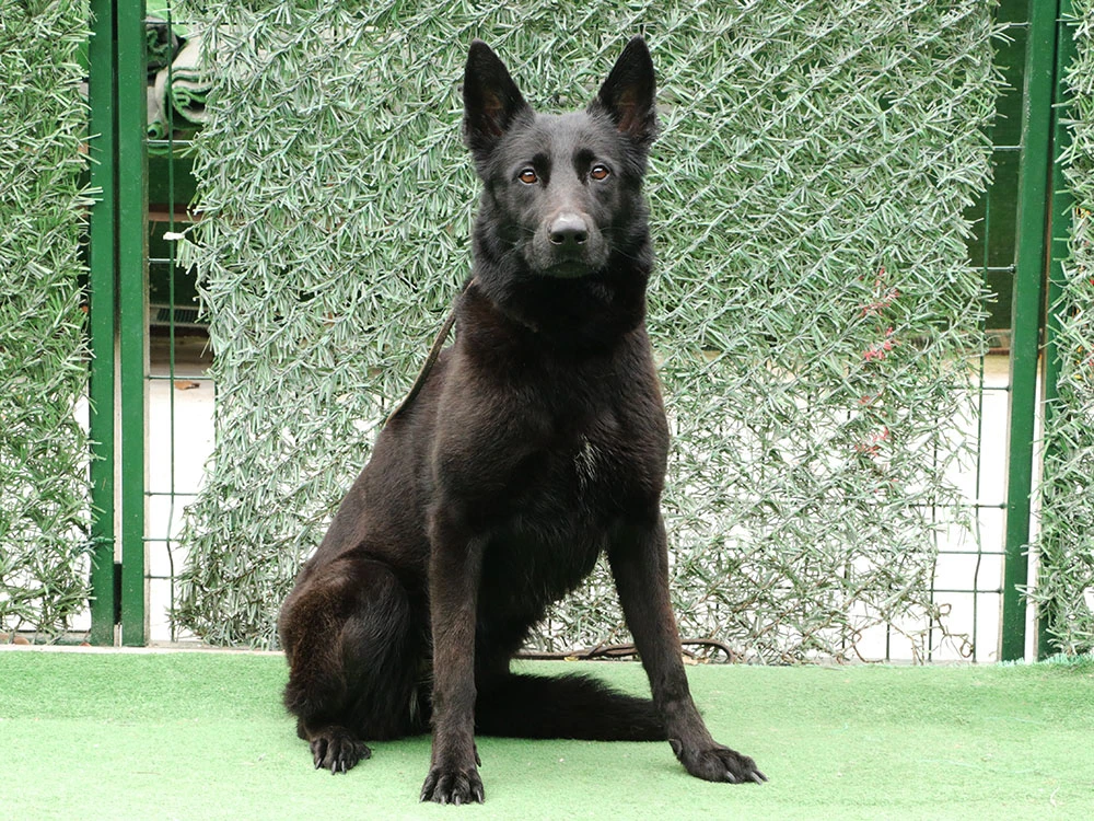 Alman Kurdu Vader pansiyonumuzda