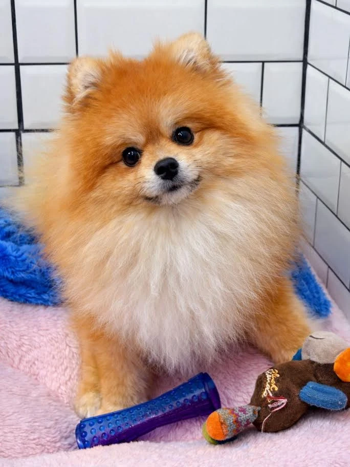 Pansiyonerlerimizden Pomeranian Maris