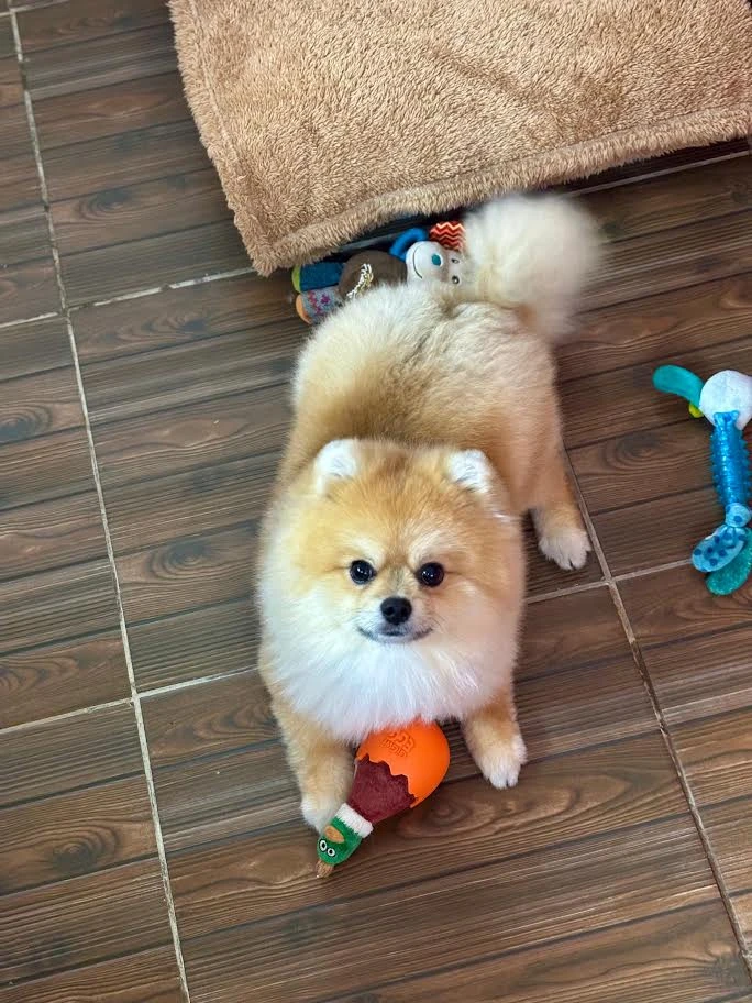 Pansiyonerlerimizden:Pomeranian Maris