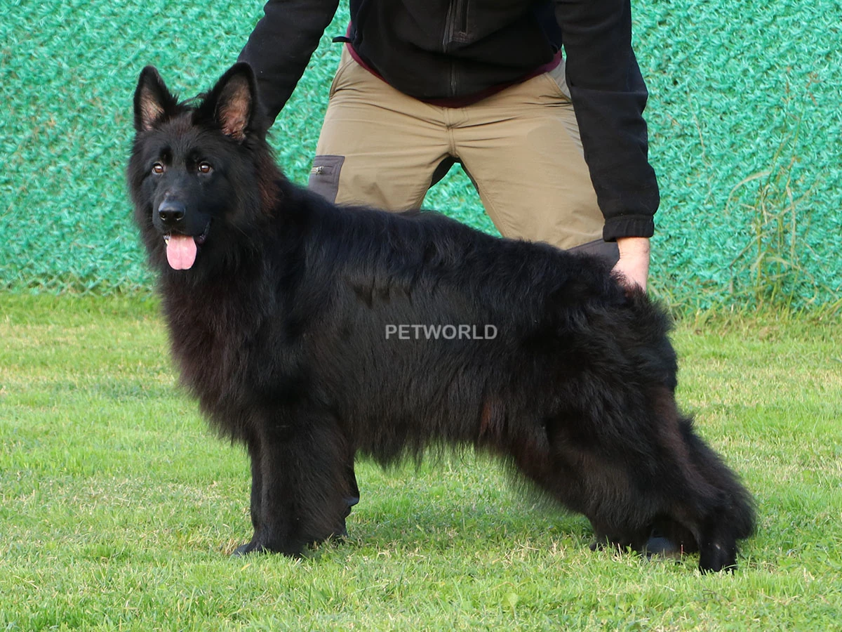 Darky Von Petworld gallery 1