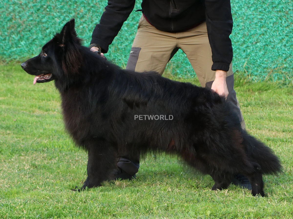 Darky Von Petworld gallery 2