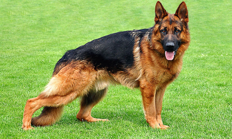 Türkiye'nin En Büyük Köpek Çiftliği