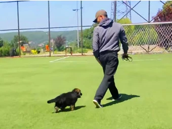 Alman Çoban Köpeği yavrumuz Daniel