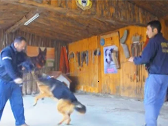 Bodyguard eğitimi alan Alman Kurdu Fred von Petworld