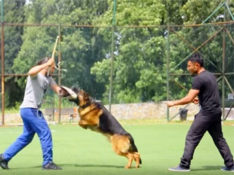 Alman Kurdu Edor'un Bodyguard Eğitimi