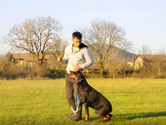 Doberman cinsi Baron ile eğitim