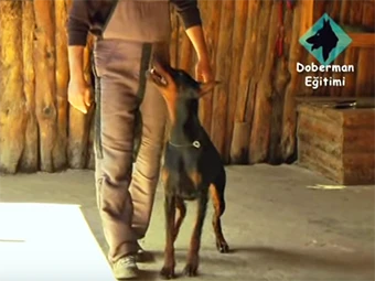 Doberman cinsi ile Temel ve İleri İtaat Eğitimi