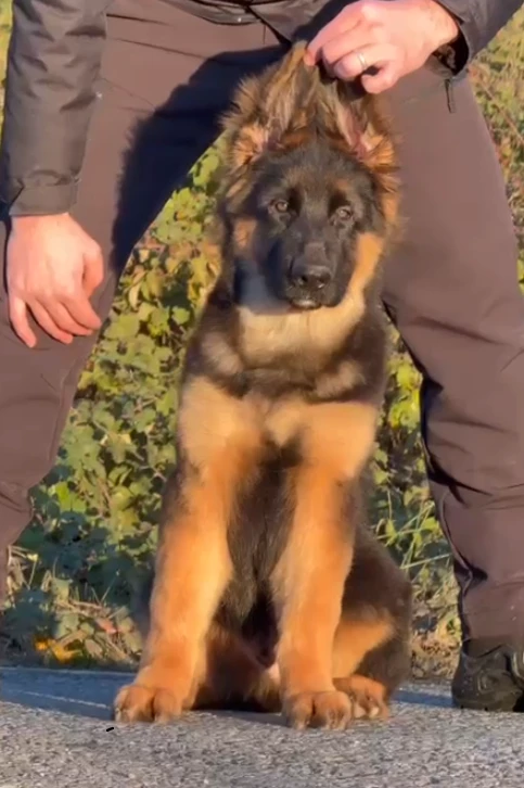 Diesel gallery video 1