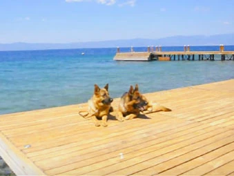 Alman Çoban Köpekleri ile Temel İtaat Eğitimi