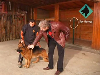 Can Paksoy Alman Kurdu eğitimini ırk standartlarını ve show pozunu anlatıyor