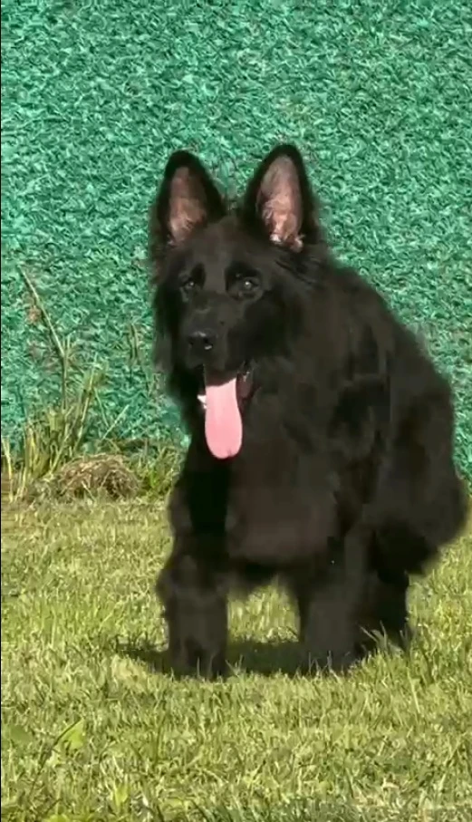 Darky Von Petworld gallery video 1