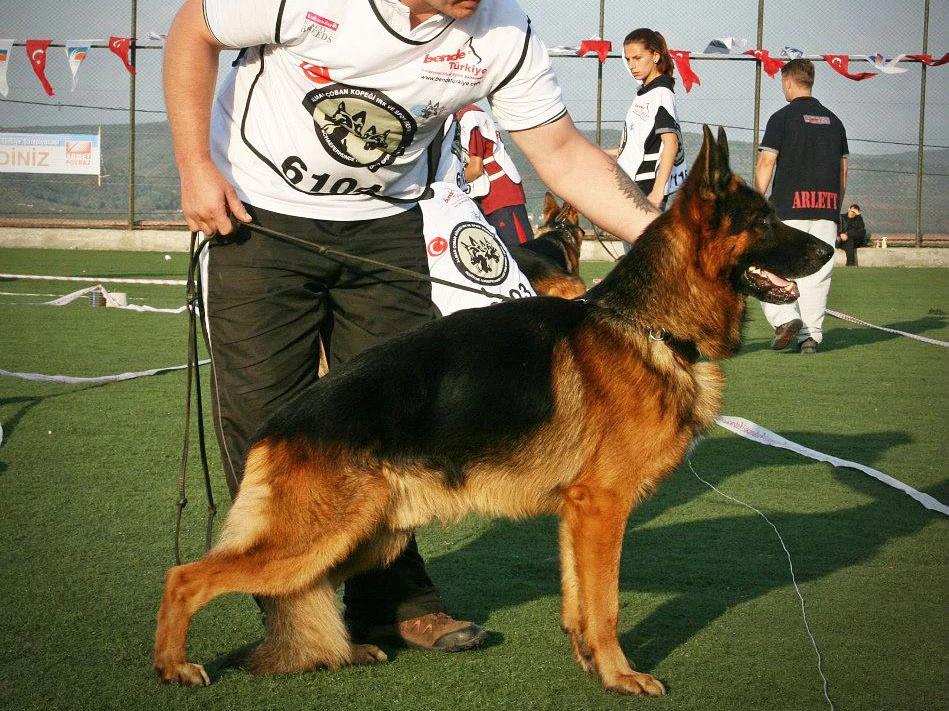 Türkiye Şampiyonasının Yıldızı Milton von Petworld