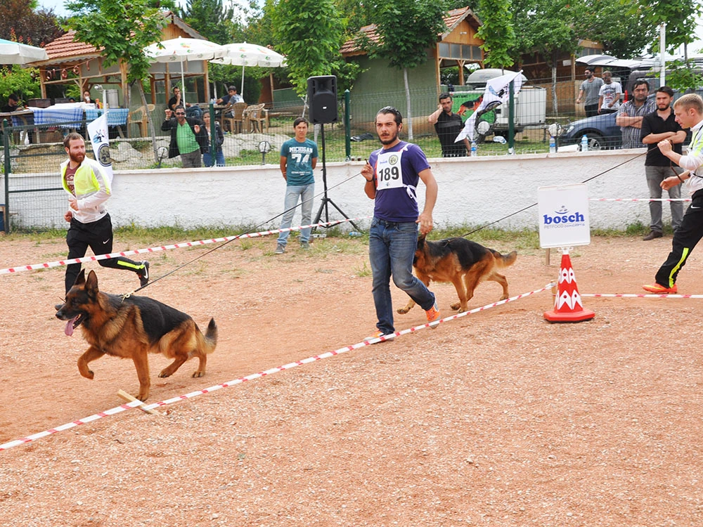 Ankara Şampiyonasında 7 köpek 7 kupa