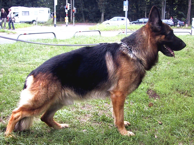 Macar Kulüp Yarışması (Haziran 2005)