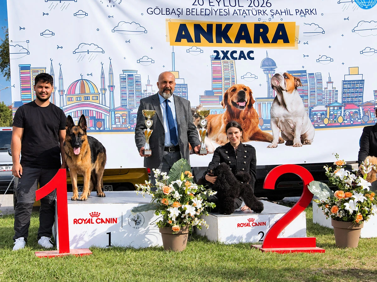 Ankara’da Şampiyonluk Rüzgârı: Zada Best in Show 1.’si, Kürsüler Bizim