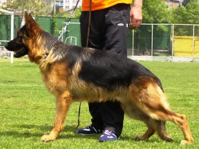 2. Ankara Şampiyonası