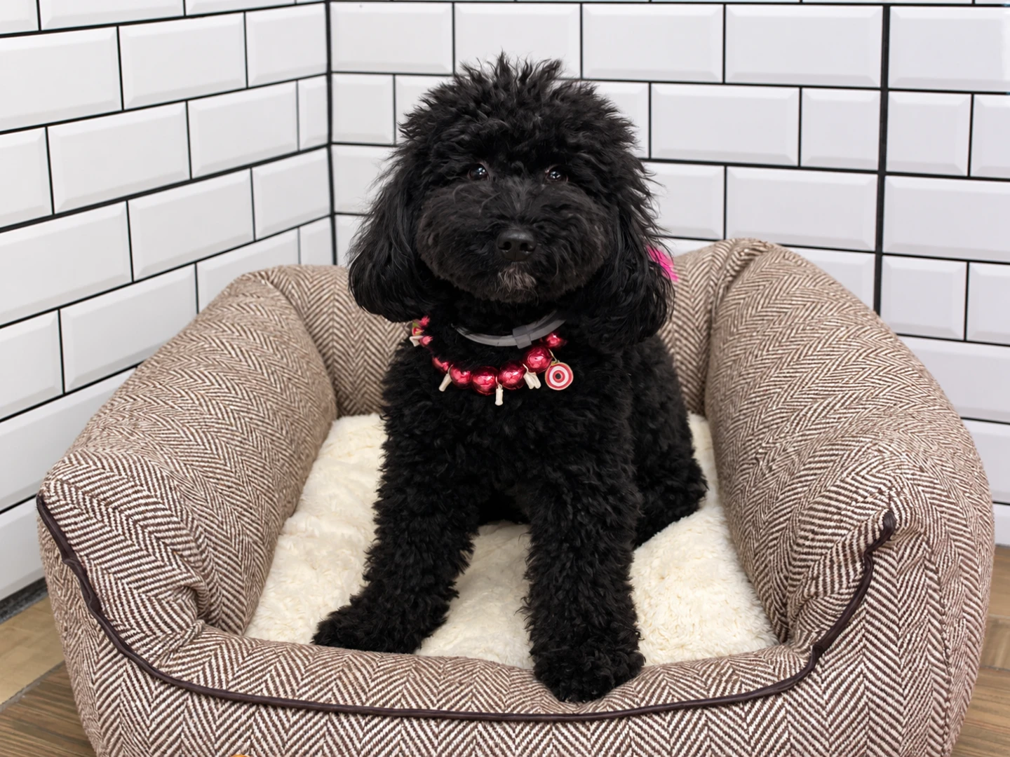 Poodle Zeytin’in Pet Otel Konaklaması