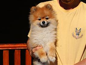 Pansiyonumuzun sevimli dostu Pomeranian Bruno