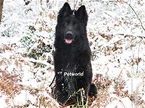 Siyah Alman Çoban Köpeklerimiz ile kar keyfi