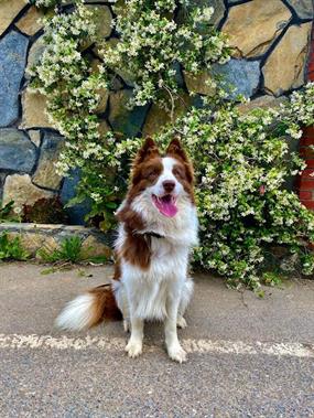 Petworld Kennel Club Köpek Otelimizin Daimi Müdavimi Border Collie Buddy