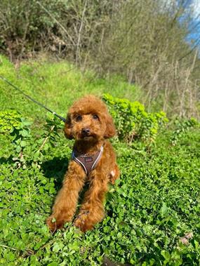 Pet Otelimiz Misafirlerinden Poodle Kobe