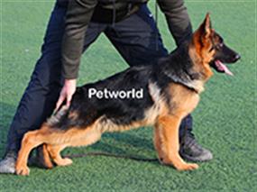 Muhteşem Alman Çoban Köpeği Scott von Petworld