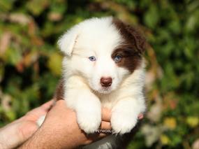 Dünya'nın En Zeki Irkı Olan Border Collie Bebeklerimiz