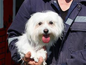 Maltese Terrier Köpük, pansiyonumuzda çok mutlu
