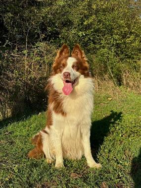 Border Collie Buddy Tatilde