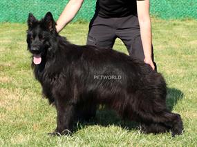  Siyah uzun tüylü Alman Çoban Köpeği Tony