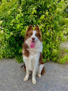 Border Collie Buddy