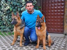 Rize'nin en güzel Alman Çoban Köpekleri Hasan Bey'de