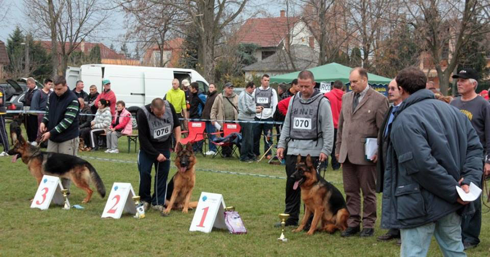 Macaristan Şampiyonasında Petworld köpeklerinin başarısı