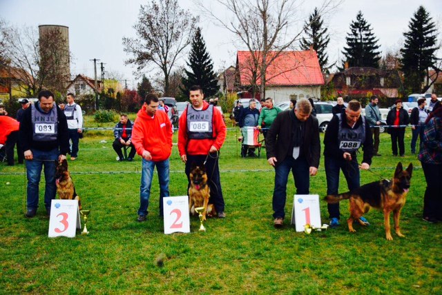 Macaristan Şampiyonasında Petworld köpeklerinin başarısı