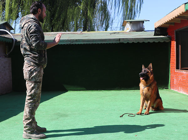 alman kurdu köpek temel itaat eğitimi