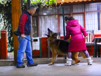 Alman Çoban Köpeğini küçük sahibi kontrol ediyor