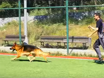 Alman Çoban Köpeği Flap ring yürüyüşünü gerçekleştiriyor