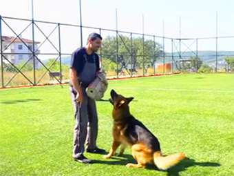 Alman Çoban Köpeği ısırma ve bodyguard eğitimleri